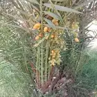 جميع انواع النخيل المثمرة وتوصيل وغرس