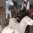 حريات رخال ومعزه