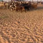 معزا مصريات