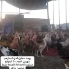 دجاج بلدي للبيع