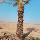 تنسيق استراحات بالثيل والاشجار والنخل