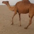 ناقه مبيوع ولدها ب 3500
