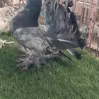طبه رقاص فاخره