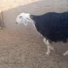 رخال نجد منواه القاني