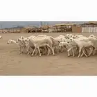 غنم حريات رخال طيبه عددها 95