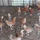 4 شهور دجاج تركي جروم فاخره