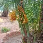 جميع انواع النخيل المثمرة وتوصيل