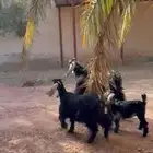 معزى للبيع للبيع