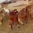 40 راس ضان سواكن