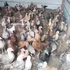 صوص عمر شهرين عدد 180