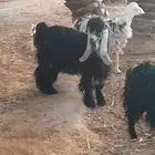 معزى للبيع اابيع