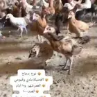 دجاج بلدي للبيع