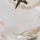 دودة العلق الحكيمه