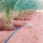 نخل مثمر نخل القصيم ونانه جثايث سكري برحي خلاص مجدول صقعي