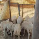 طليان ذبايح جملة وتفريد