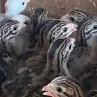 صوص حبشي دجاج حبشي