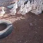 بط بكيني للبيع