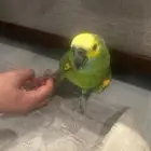 امازون
