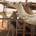 بكار باتليات كفو