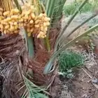نخيل مجدولي وصقعي للبيع وتوصيل وغرس