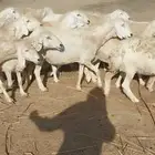 غنم حريات جنب