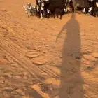 معزا مواليد حبش تم البيع