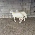 للبيع طليان حريه اضاحي .