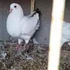 حمام