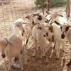 معزاء بيشيات ولد