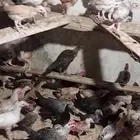 دجاج
