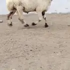 فحول نعيم طيبه فاخره للبيع العدد 6راس السن سديس