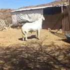 فحل حري فاخر