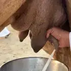 ناقه مسوح ب 5000 تم البيع