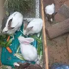 ارنب 5 للبيع واحد ذكر والباقي اناثي