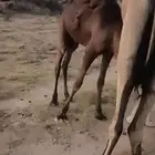 خمسة حشوان للبيع