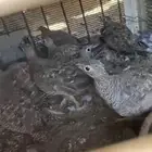غطاط نضيف على الشرط العدد 4 أنثى