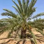 ابو ناجي لزراعه وتوريد أشجار النخيل والزيتون