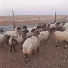 نعيم دفيع فحص سونار