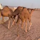 قعدان للبيع