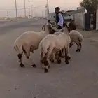 فحول طيبه للبيع العدد 4 راس 2 جدعان ارباع اواحد ثني