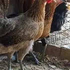 دجاج بلدي ترثه