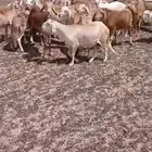 غنم سواكني ثني وجدعان