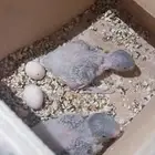 5 فراخ بادجي (الحب)