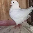 حمام سوري