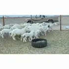 غنم حريات خالفات