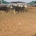 غنم نجد تم البيع