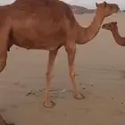 ناقه الديره خلفه ب 7500