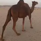 ناقه جنبه طيبه ب 5500
