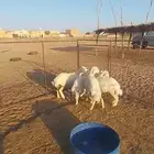 حريه والد وبهم تم البيع