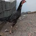 دجاجه باكستاني